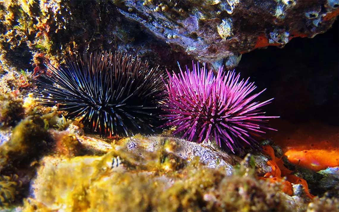 Purple and black sea urchins underwater. | Photo by Damocean /iStock