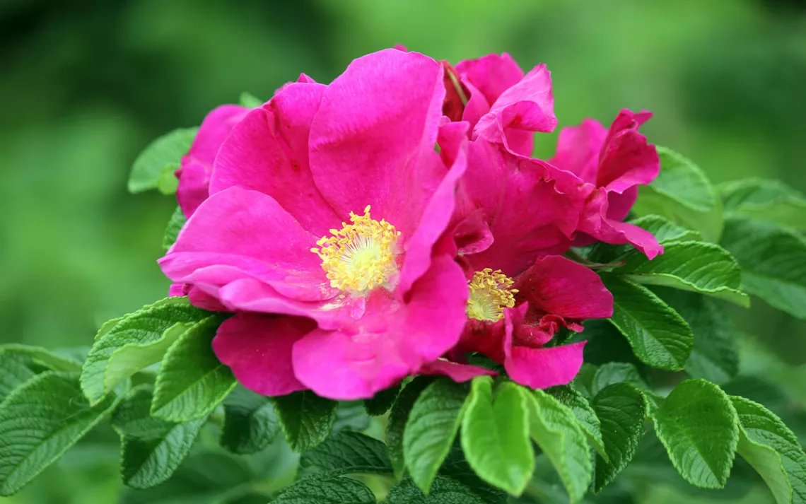 Bright pink Rugosa Rose surrounded by green leaves. 