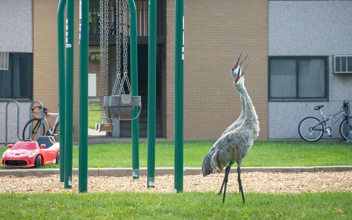 Sandhill cranes