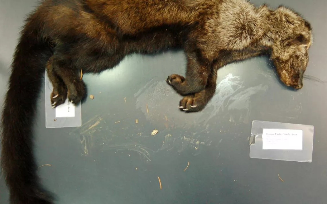 Remains of fisher killed by anticoagulant rodenticide.