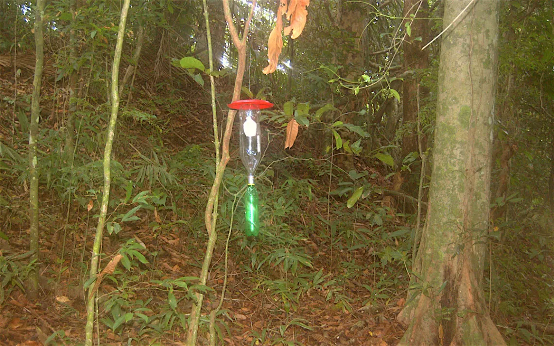 Carrion Flies Trap