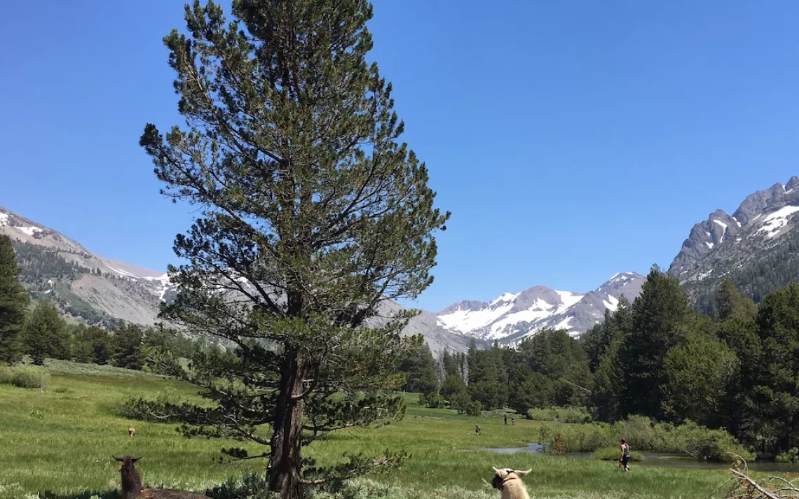 backpacking with llamas