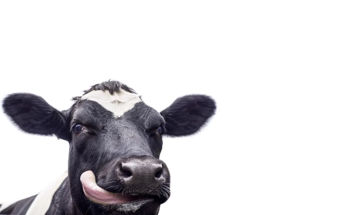 Cow