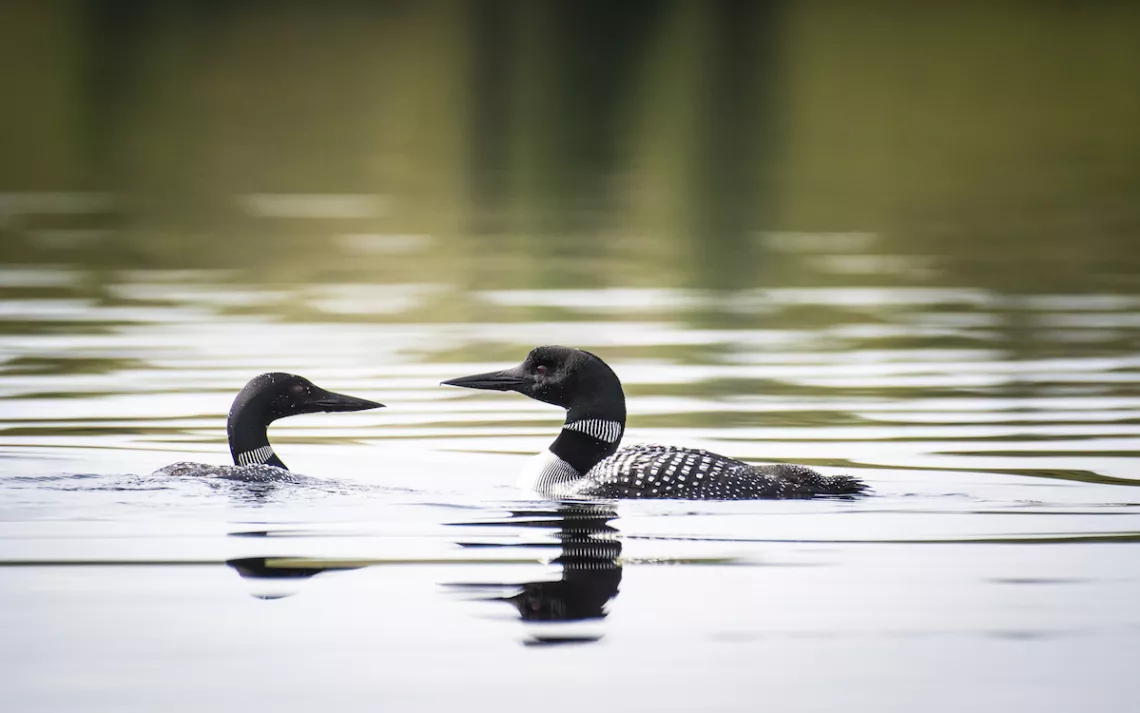 Loon