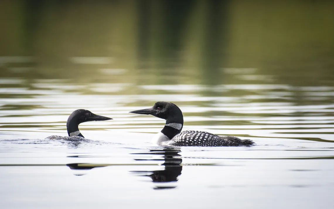 Loon