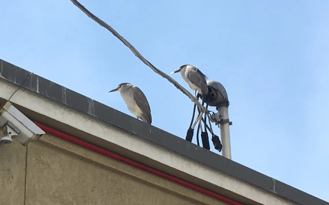heron