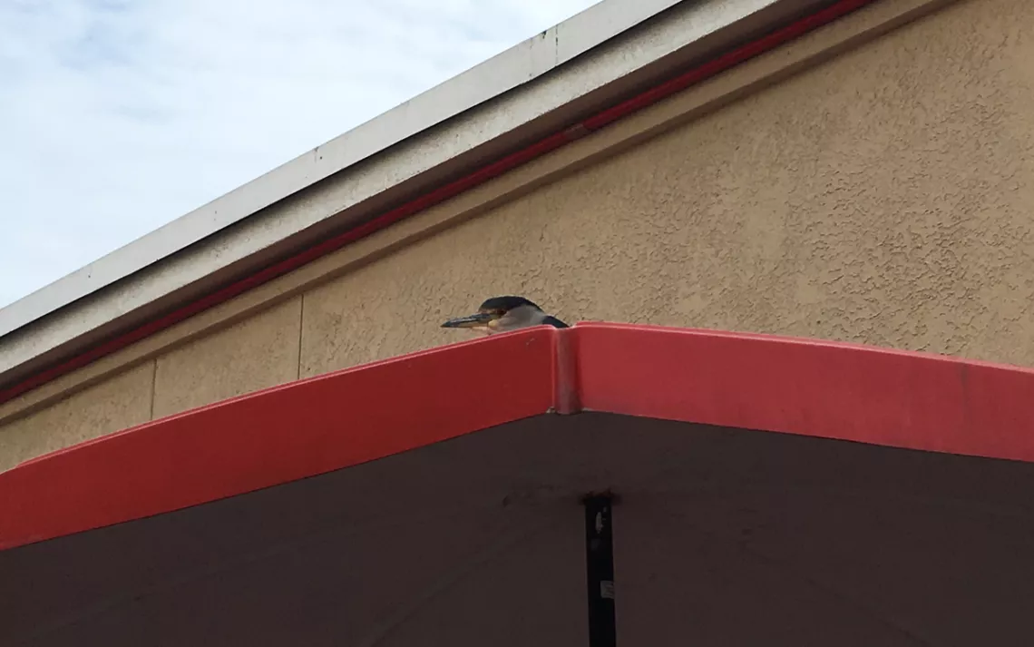 heron on a building