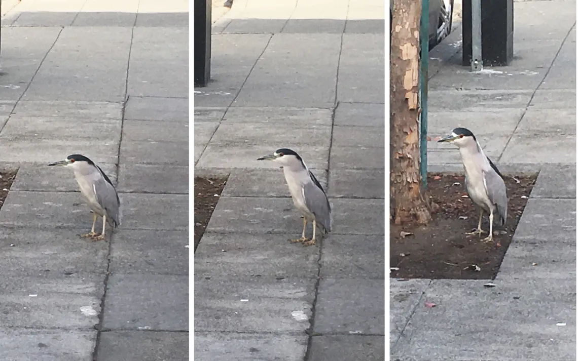 heron on a security camera