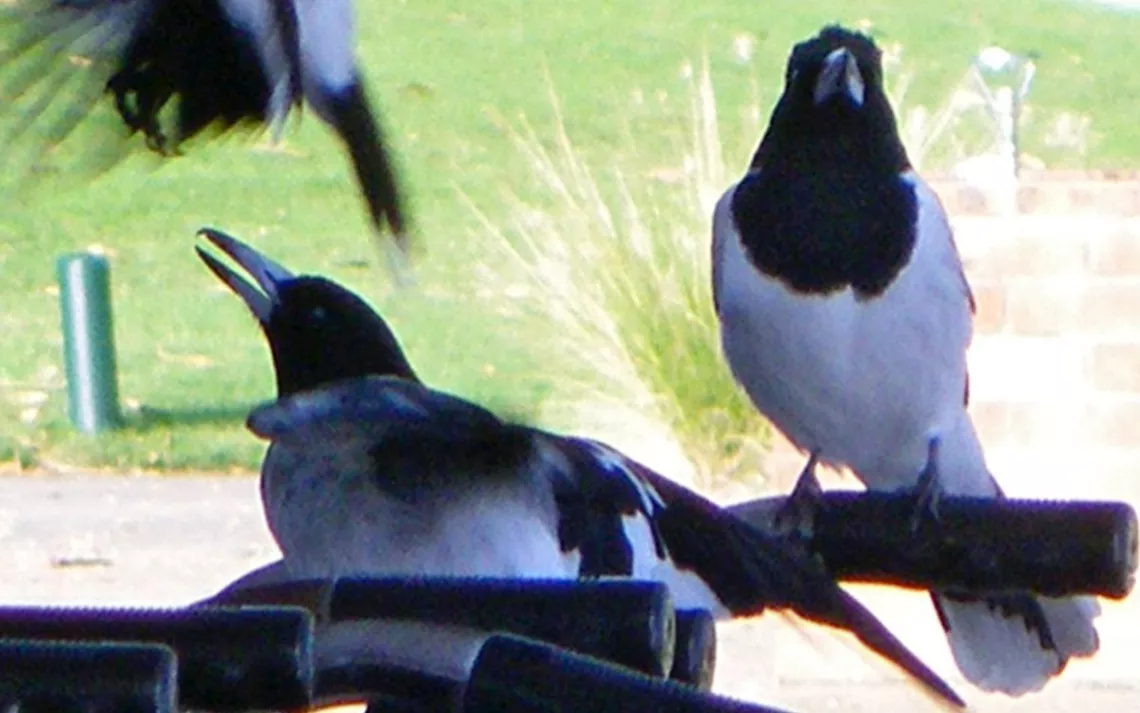 Australian pied butcherbirds are among the most "musical" birds, as we define it, given their melodic songs, singing behaviors and ability to compose individual songs.