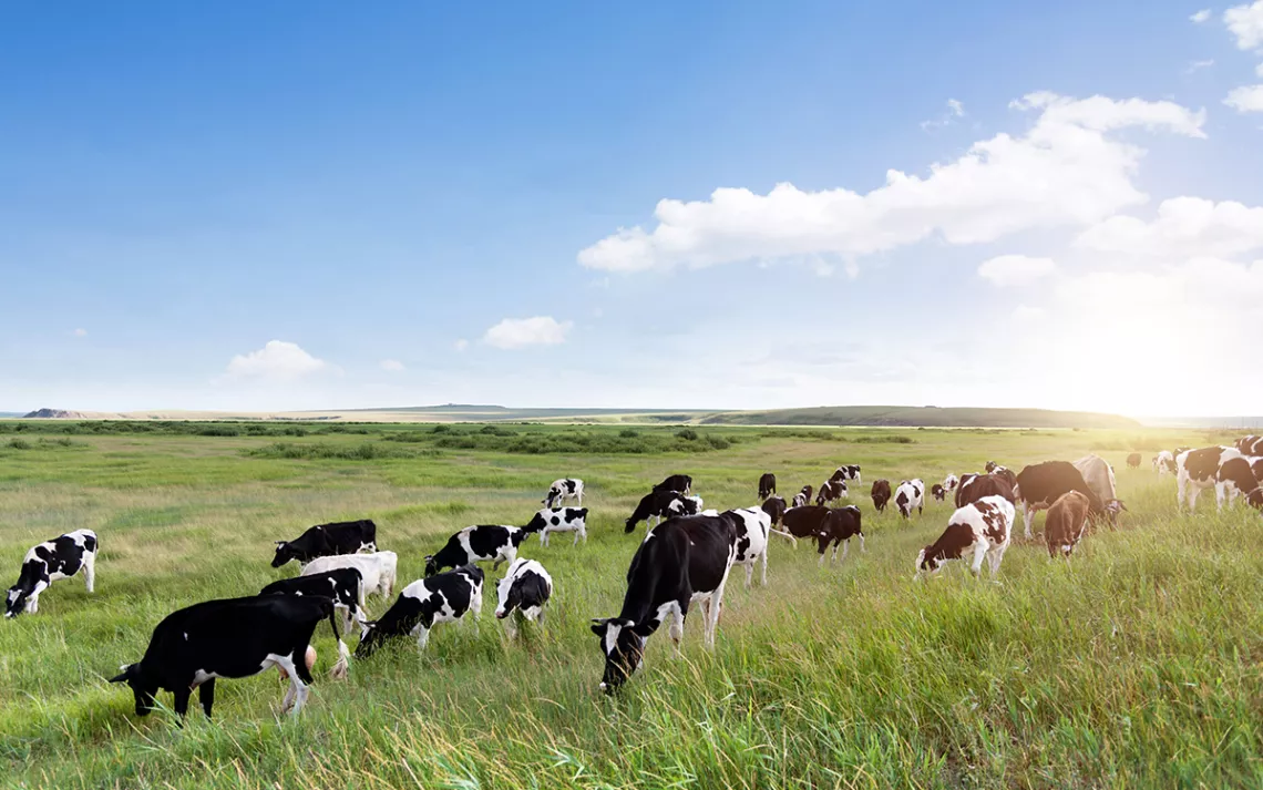 Photo by iStock/baona