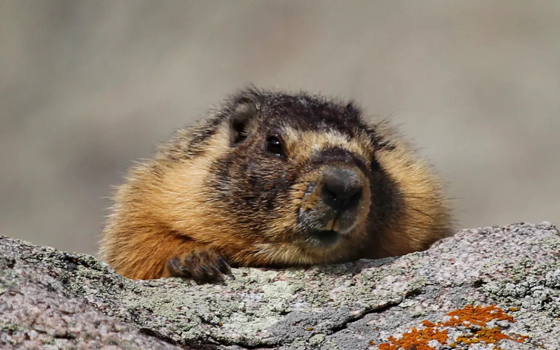 A yellow-bellied marmot coming out of their burrow.