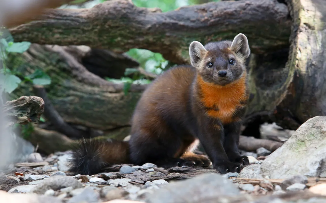American marten at ZooAmerica