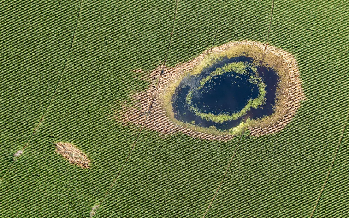 Aerial photo of neatly planted rows in a green field with a grassy pond to the right.