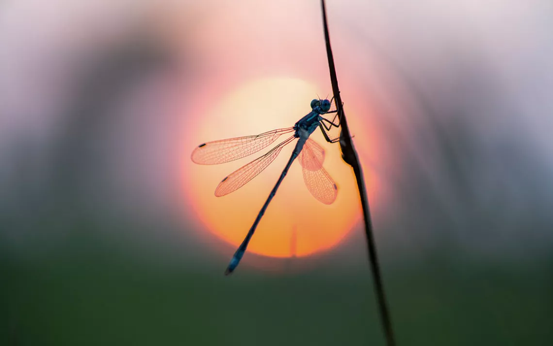 Close-up of a blue damselfly on a branch with a hazy sun in the background.