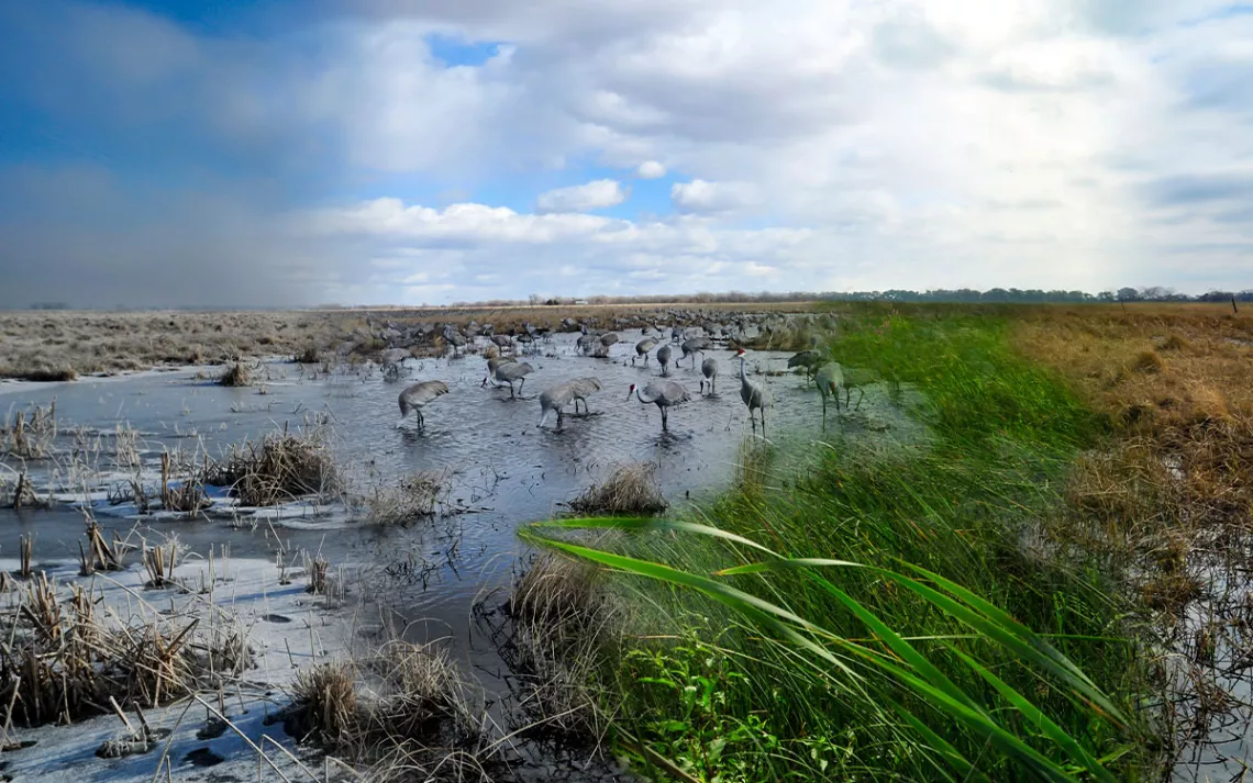 Timelapse photo shows dozens of sandhill cranes standing in a body of water, many of them with their heads underwater. The photos progresses from snow and dead grass to tall green grass along the water and then brown grass.