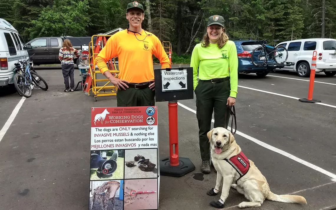 dog getting ready to set out