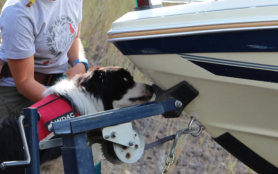 dog sniffing
