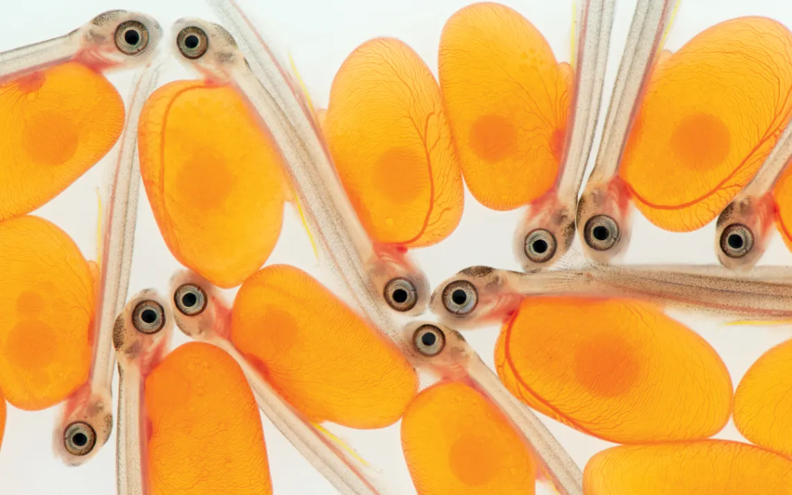 Close-up of several alevins. They have large eyes and bright-orange egg sacs.