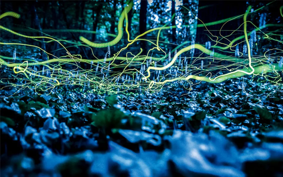 Green light trails of blue ghost fireflies at night above a lush forest floor in North Carolina.