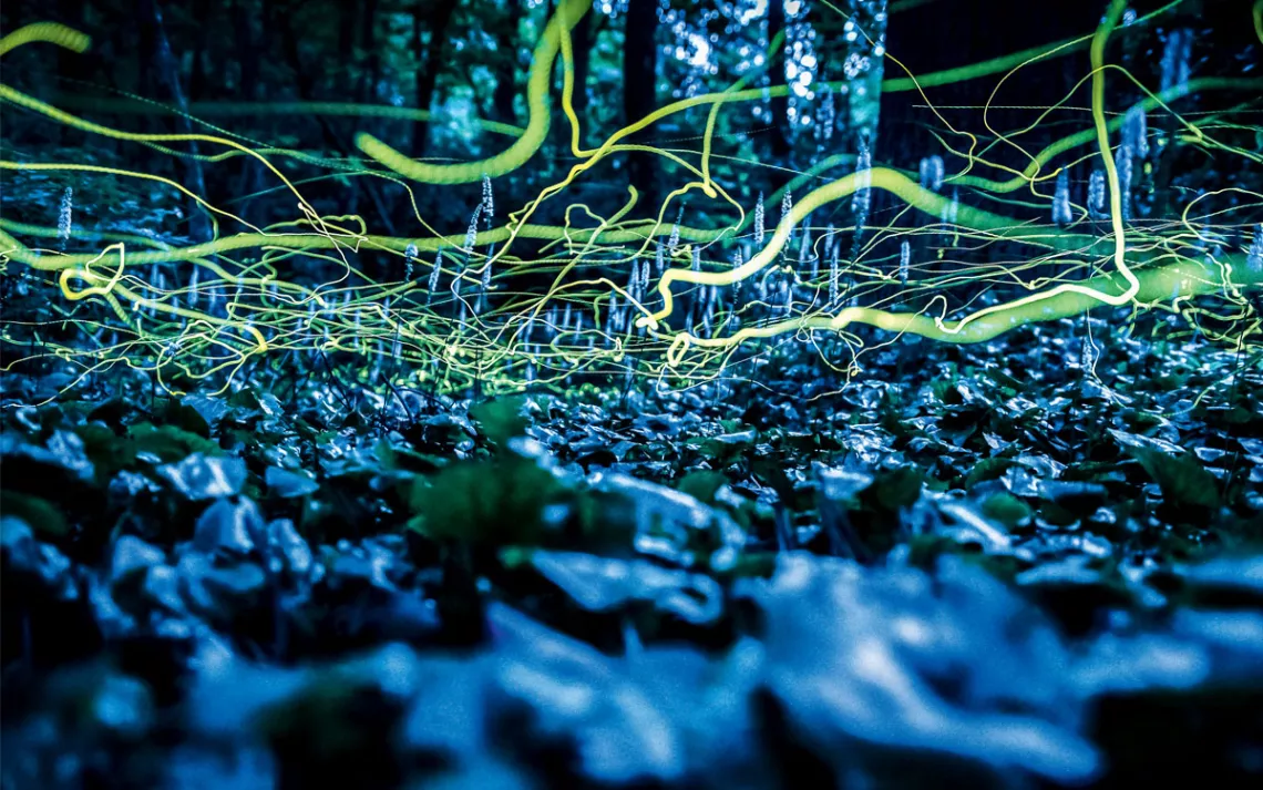 Green light trails of blue ghost fireflies at night above a lush forest floor in North Carolina.