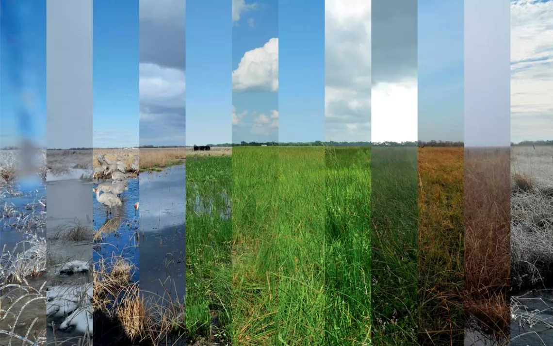 Composite image shows a grassy wetland going through the seasons, with birds and blue sky in the beginning and moving from green grass to brown grass and clouds at the end.