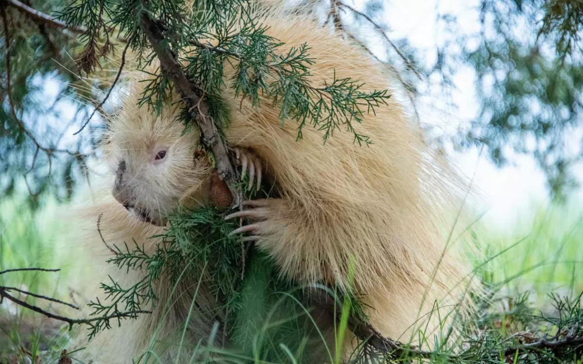 Close-up of a beige porcupine holding onto a branch of a tree.