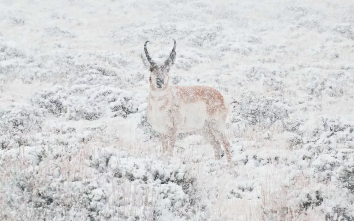 Close-up of a pronghorn in a snowstorm, staring into the camera.