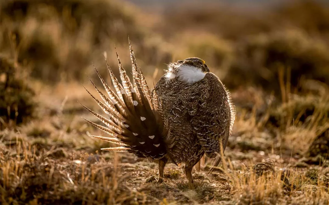 Close-up of a brown sage grouse from behind with its tail feathers fluffed.