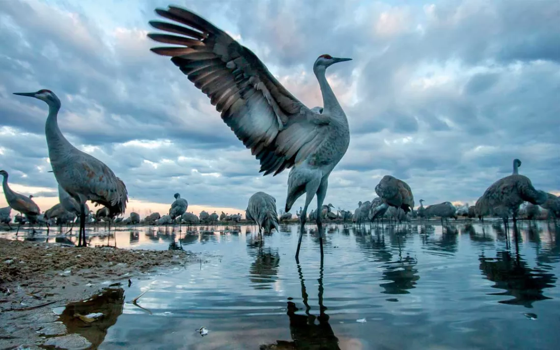 Water-level view of a sandhill crane with its wings in the air, surrounded by dozens of other cranes at dusk with a cloudy sky.