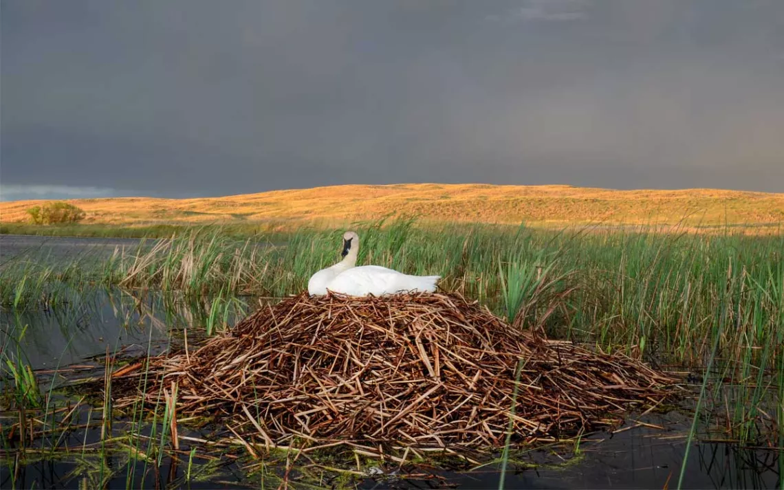 A white swan sits on a pile of river debris. The sky is dark and the land behind the river bank is golden.