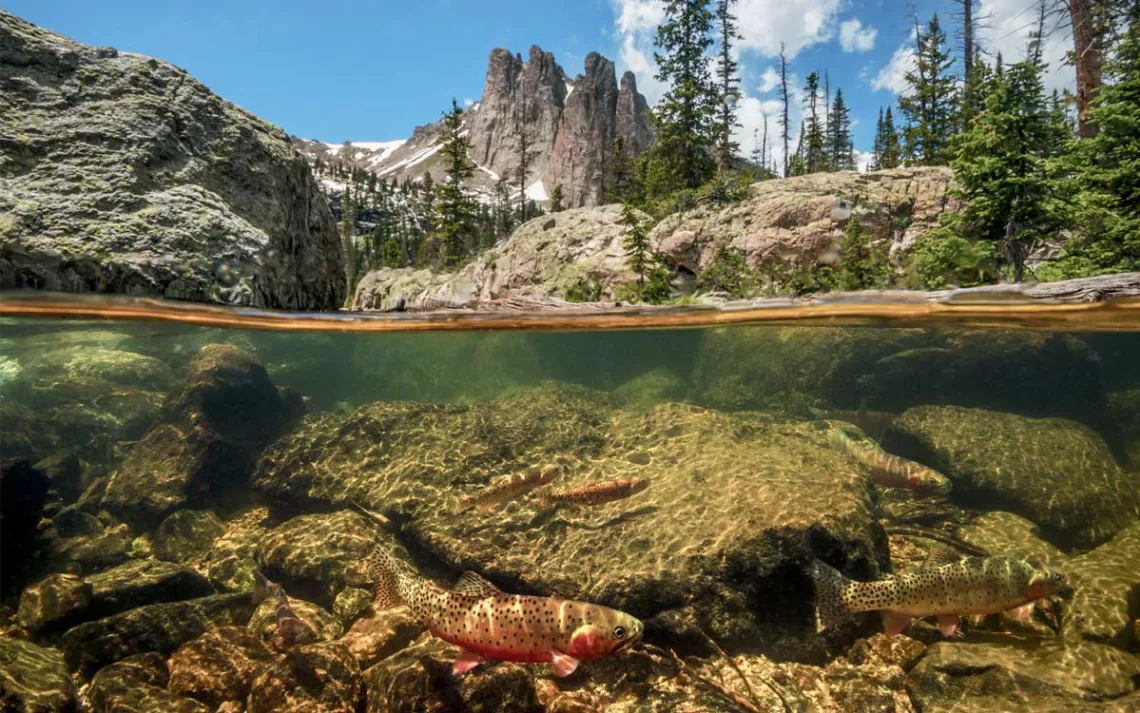 Photo (half underwater and half above water) shows some spotted trout swimming among rocks and above are rocky mountains and trees.