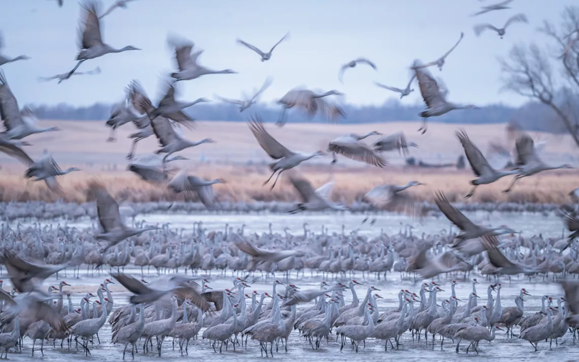 Hundreds of light-colored sandhill cranes on the water and mid-flight in a pink sky at dusk.