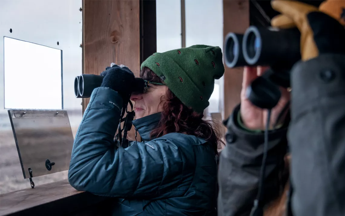 Two bird-watchers look through binoculars from inside a blind.