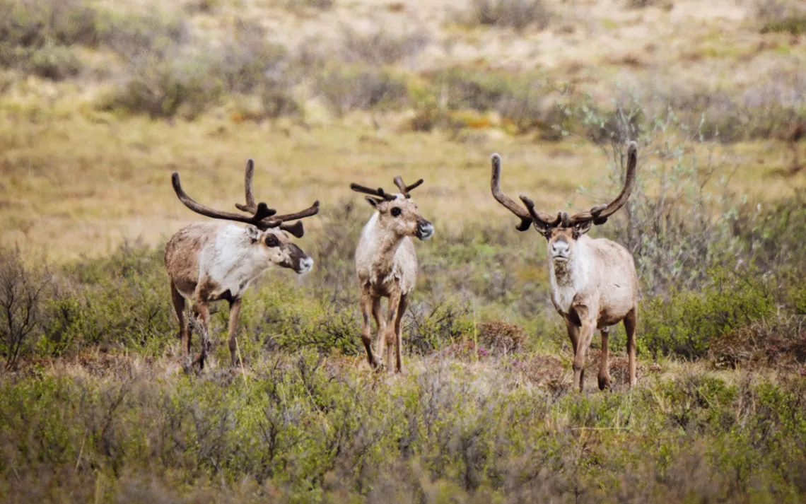 Three caribou stand in an Arctic Refuge meadow.