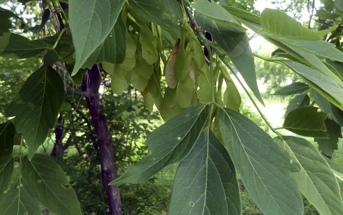 rare philodendron Philodendron Lupinum 4