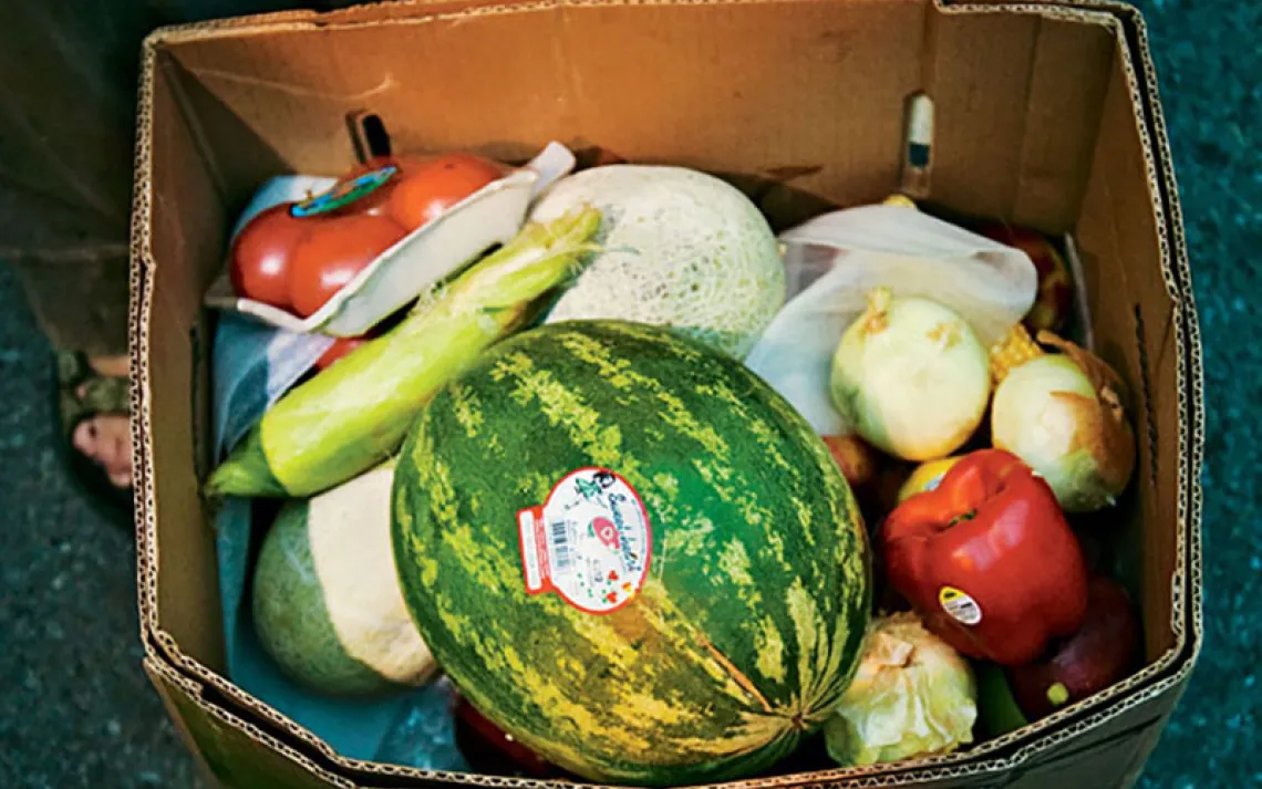 The Outskirts often root through cardboard boxes, plastic bags, and lettuce leaves to get to the good stuff—in this case, an entire box of edible produce.