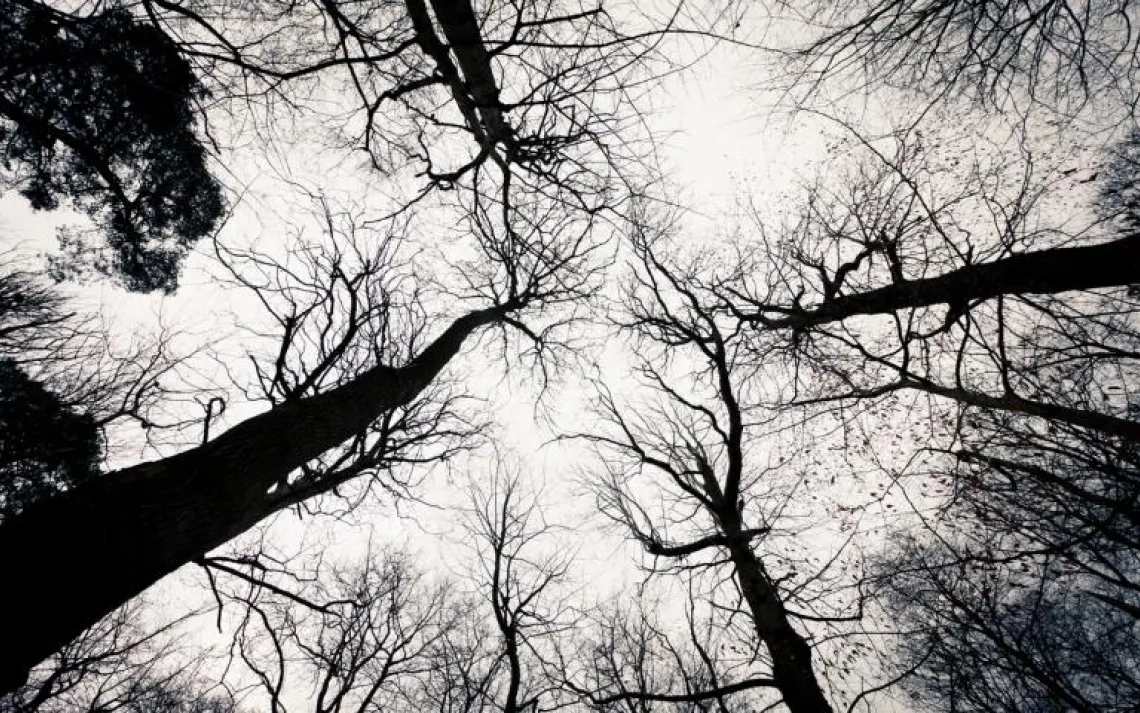 trees
