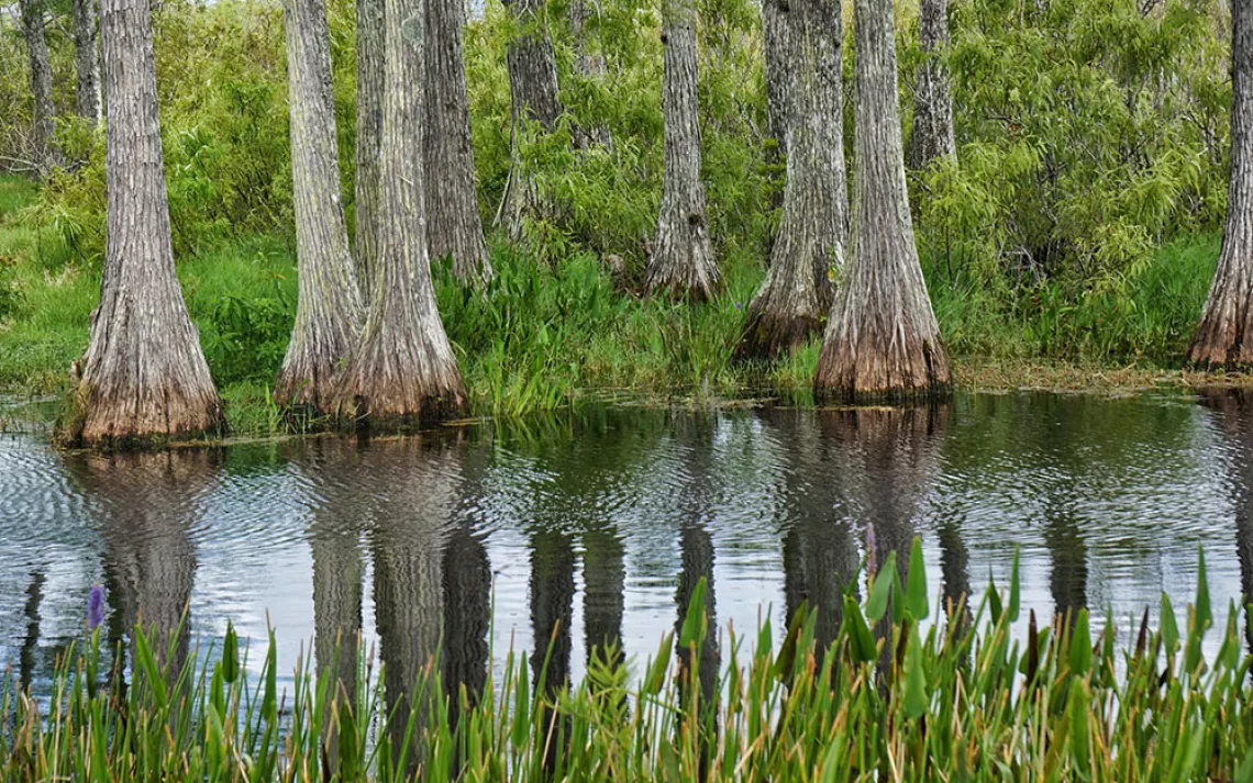 cypress trees