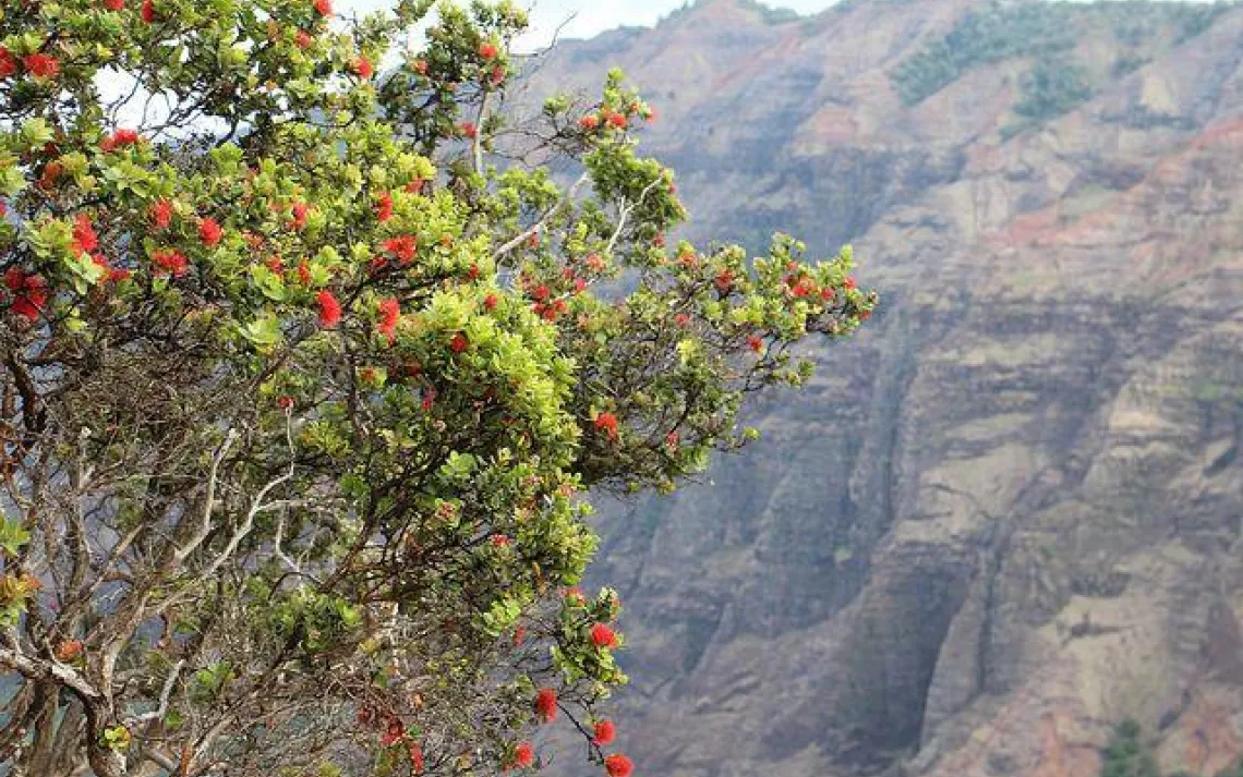ōhiʻa tree