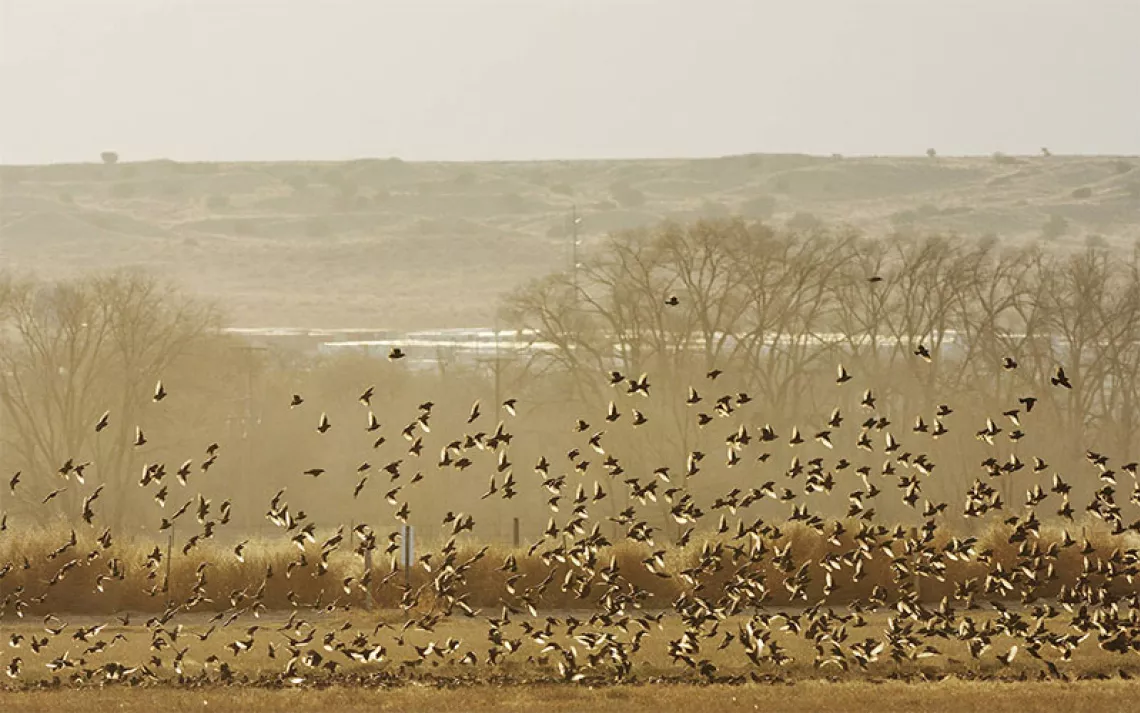 A large flock of birds take flight from a field at Valle de Oro National Wildlife Refuge.