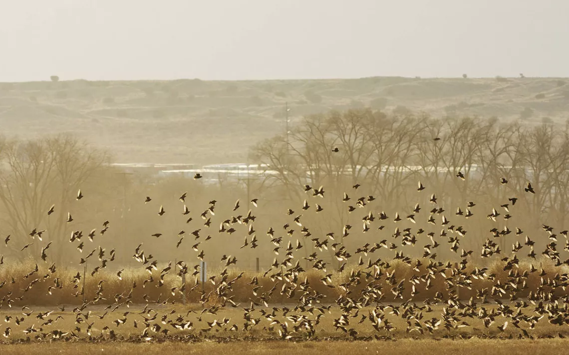 A large flock of birds take flight from a field at Valle de Oro National Wildlife Refuge.