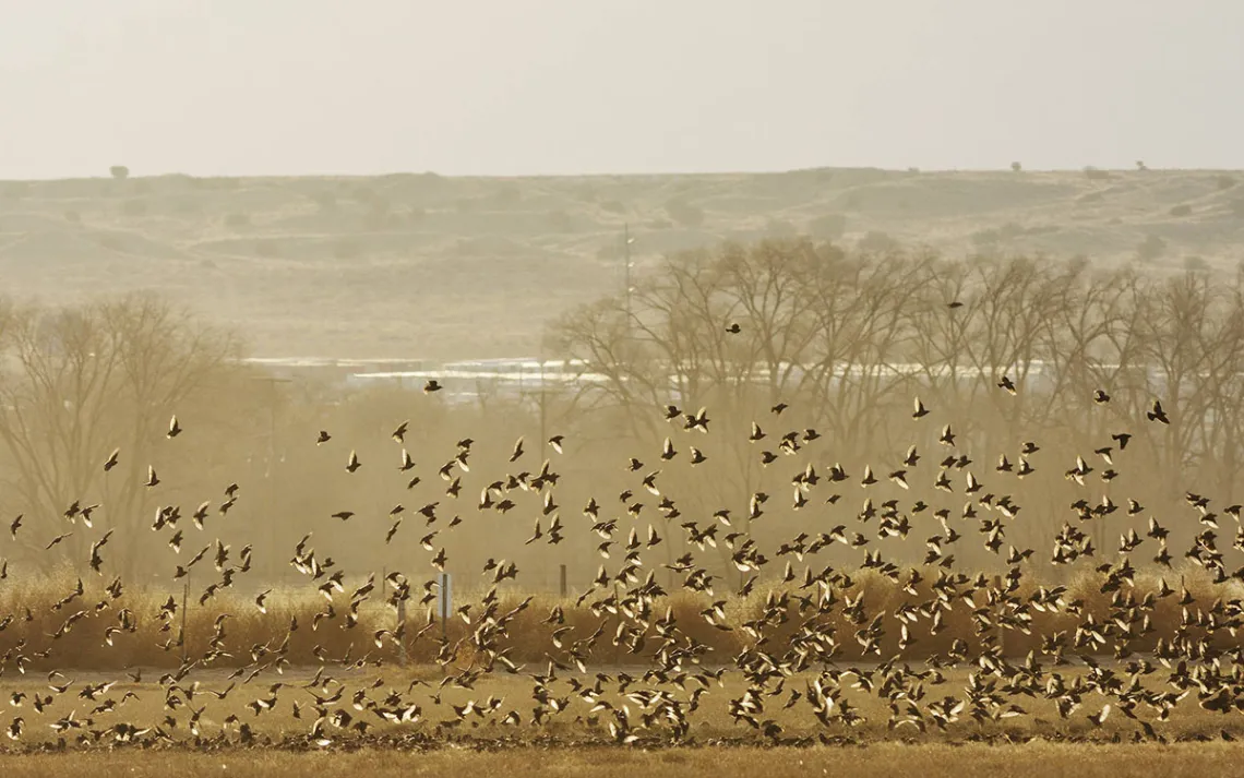 A large flock of birds take flight from a field at Valle de Oro National Wildlife Refuge.