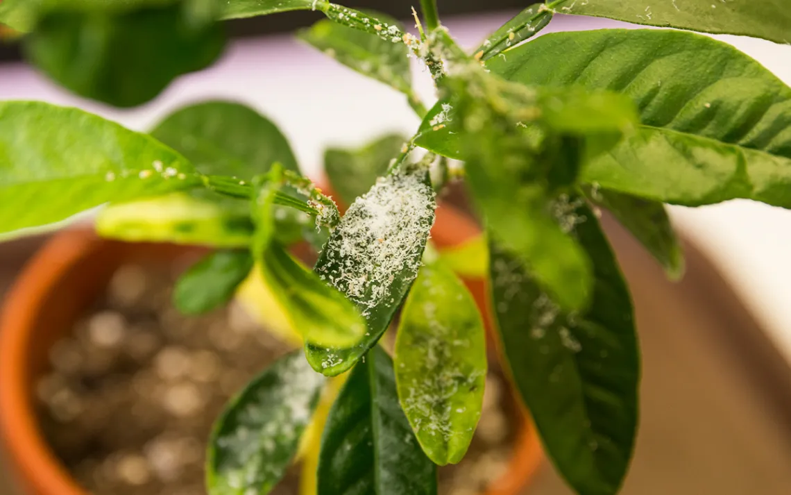 Asian citrus psyllids, the tiny bugs that transmit citrus greening disease, produce white, waxy bulbs that look like shavings.