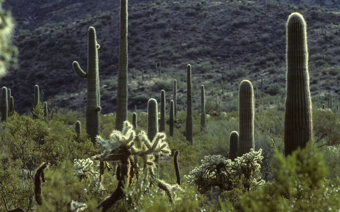 Saguaro in Sonora Desert