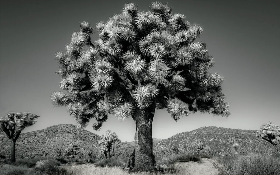 Joshua tree