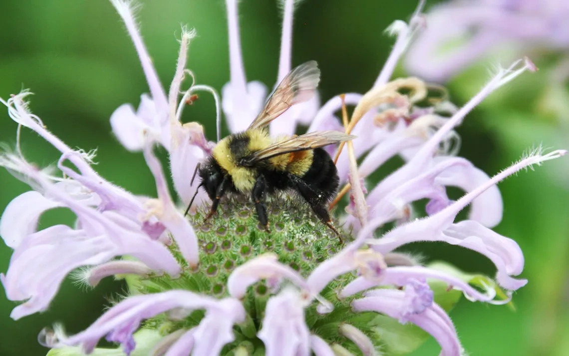 Photo by Jill Utrup/USFWS