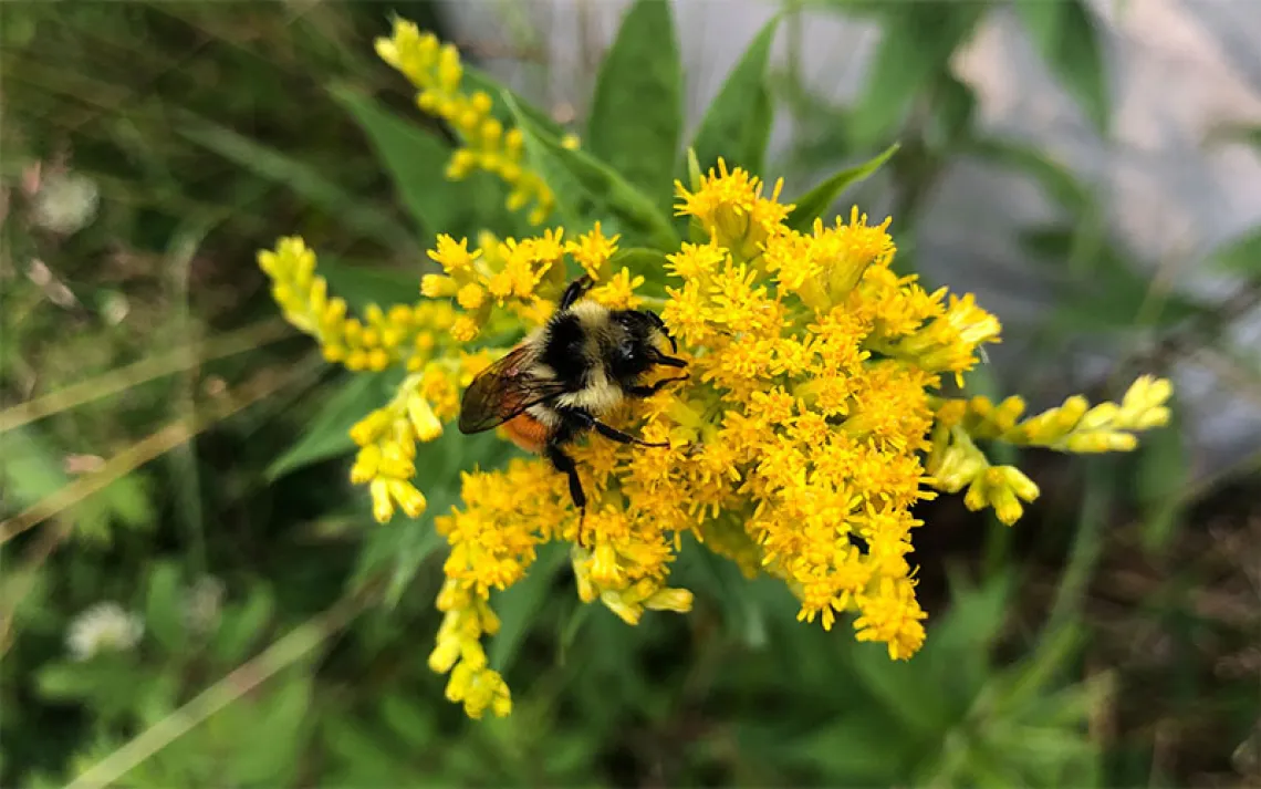 Goldenrod