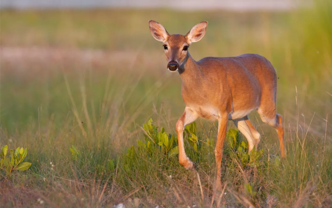 Endangered Key Deer walking in high grass in Florida Keys