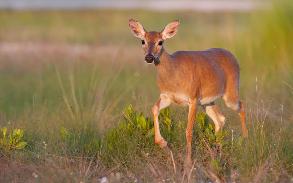 Endangered Key Deer walking in high grass in Florida Keys