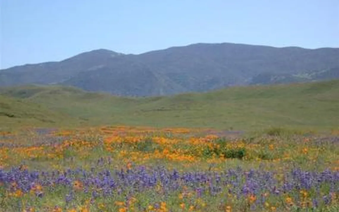 Carrizo Plain